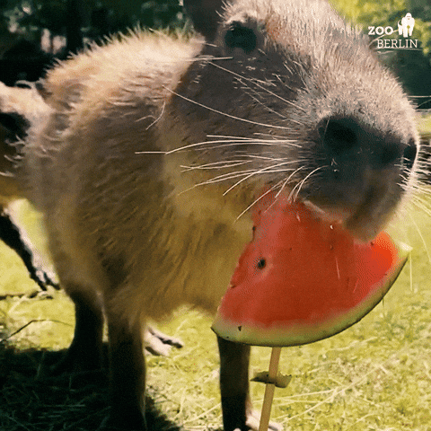 GIF of Capybara eating watermelon